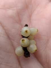 Phoradendron leucarpum