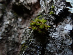 Orthotrichum columbicum