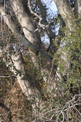 Elaeodendron transvaalense