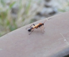 Ctenochares bicolorus