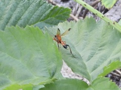 Ctenochares bicolorus