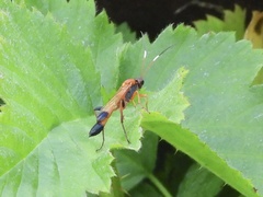 Ctenochares bicolorus