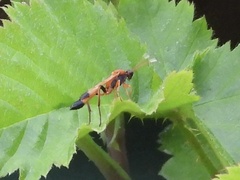 Ctenochares bicolorus
