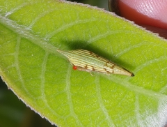 Polyglypta
