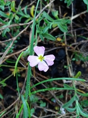 Malcolmia littorea