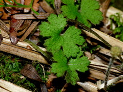 Hydrocotyle elongata