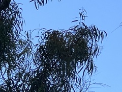 Corymbia citriodora