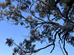 Corymbia citriodora