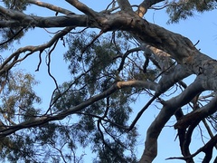 Corymbia citriodora