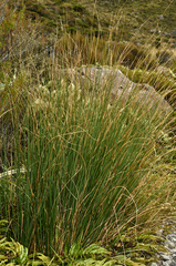 Chionochloa