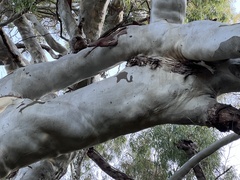 Corymbia citriodora