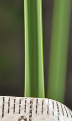 Chionochloa