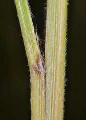 Chionochloa