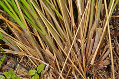 Chionochloa