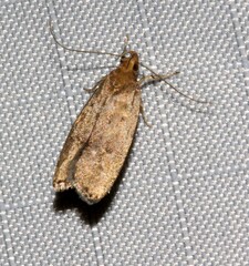 Psilocorsis reflexella