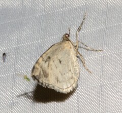 Dysstroma hersiliata