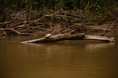 Podocnemididae