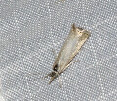 Crambus albellus