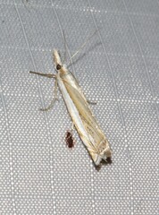 Crambus pascuella