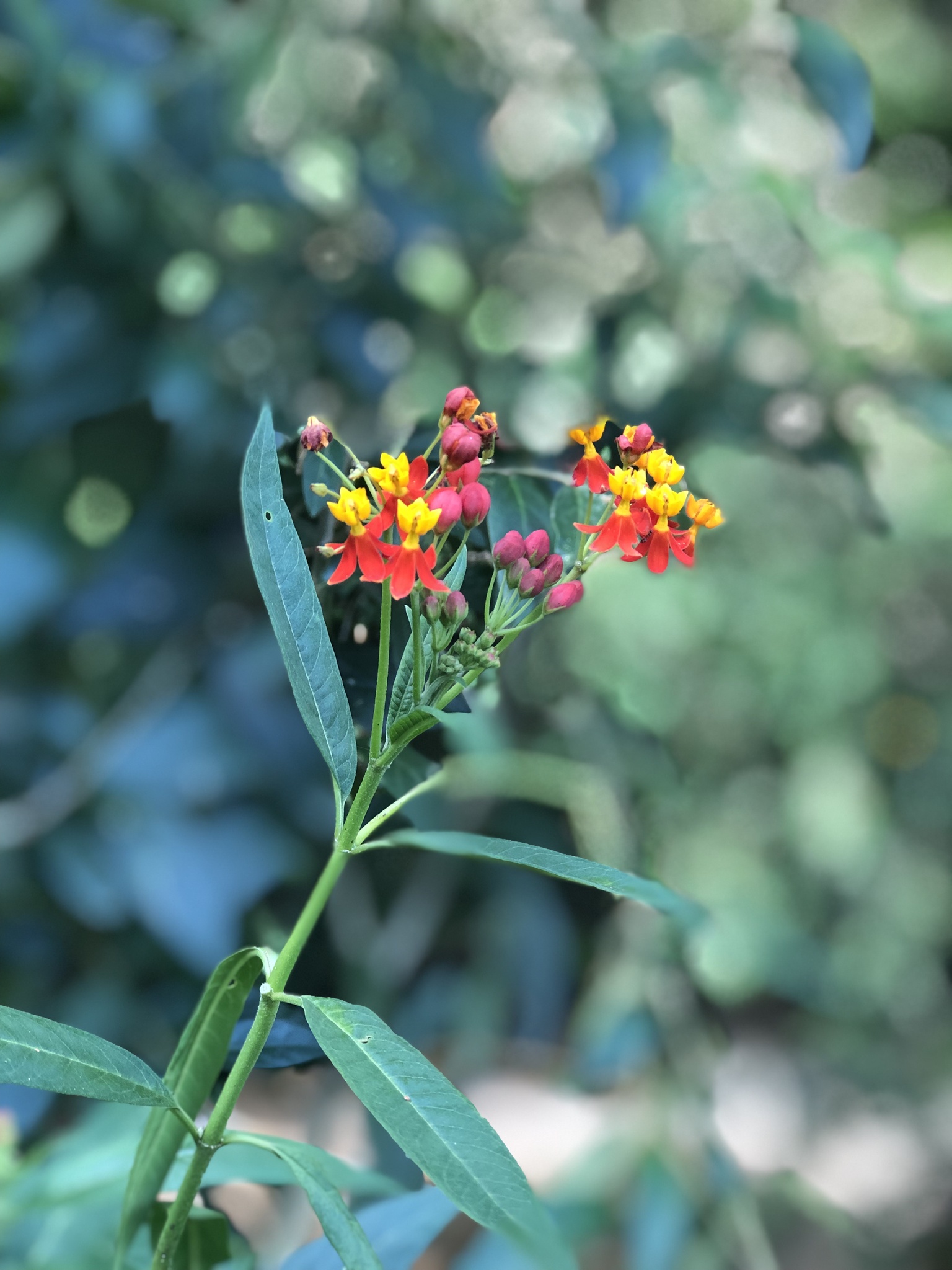 Asclepias curassavica