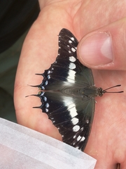 Charaxes achaemenes
