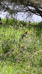 Platycercus icterotis