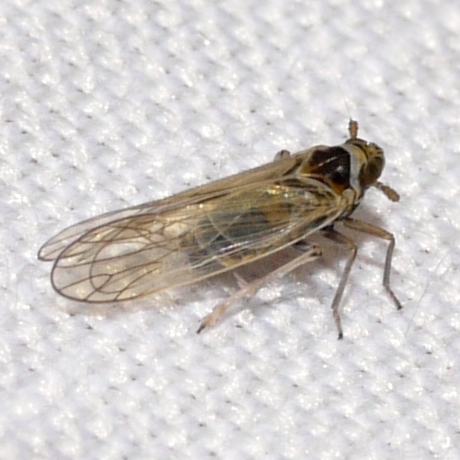 Javesella pellucida