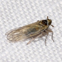 Javesella pellucida