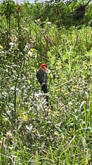 Platycercus icterotis