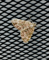 Hammaptera parinotata