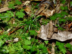 Hydrocotyle elongata