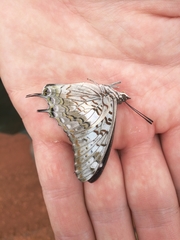 Charaxes achaemenes