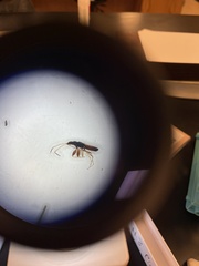 Myodocha serripes