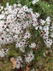 Kunzea ericoides