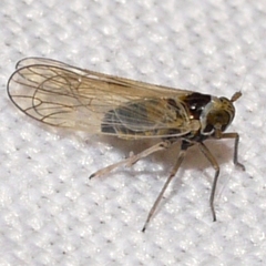 Javesella pellucida