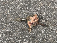 Fejervarya limnocharis