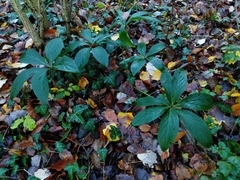 Helleborus