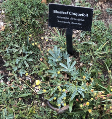Potentilla diversifolia