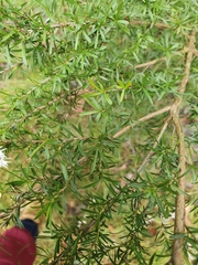 Kunzea ericoides