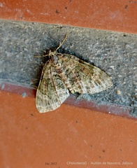 Hammaptera parinotata