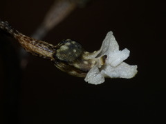 Gastrodia cunninghamii