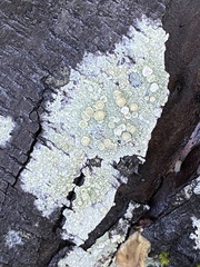 Lecanora caesiorubella