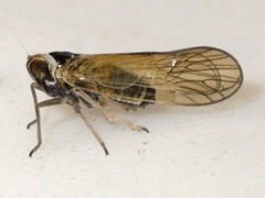 Javesella pellucida