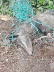 Didelphis