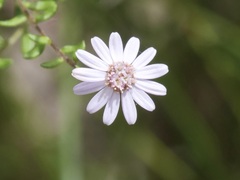 Olearia paucidentata