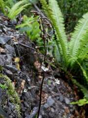 Gastrodia cunninghamii