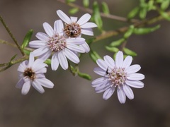 Olearia paucidentata