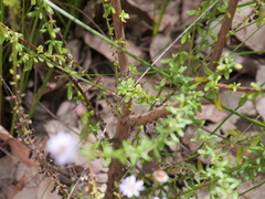 Olearia paucidentata