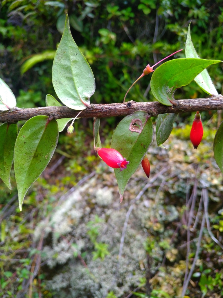 Sphyrospermum grandifolium