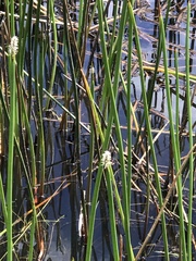 Eleocharis sphacelata